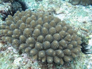 Coral Species Moving to Sydney